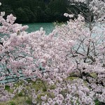 徳島県那賀町の木粉工場にも春の到来(桜満開)