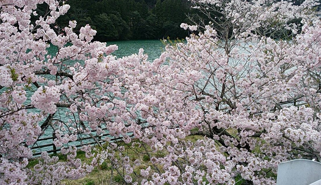 徳島県那賀町の木粉工場にも春の到来（桜満開）