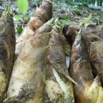 食べてヨシ、使ってヨシのたけのこ(竹粉)