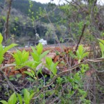 スギ花粉なんか気にせず、思いっきり吸い込んで欲しい徳島県那賀町の春の風