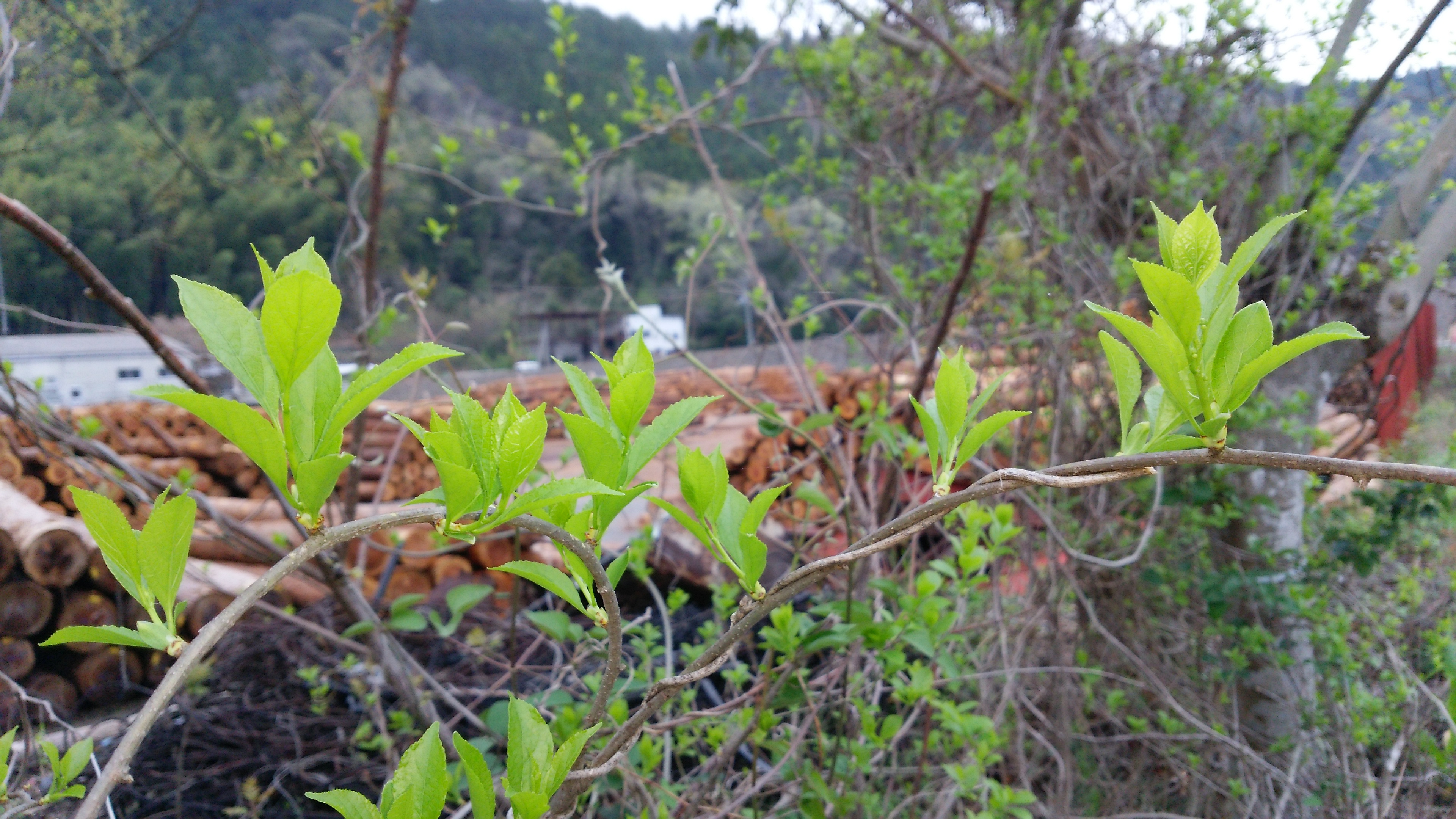 スギ花粉なんか気にせず、思いっきり吸い込んで欲しい徳島県那賀町の春の風