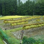 木粉事業者がお届けする2016秋の様子(稲刈りなど)