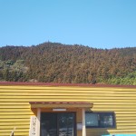 木粉やスギ・ヒノキ材への花粉（アレルギー）の影響　を考察しました