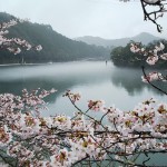 木粉メーカーがお届けする2017桜写真集①