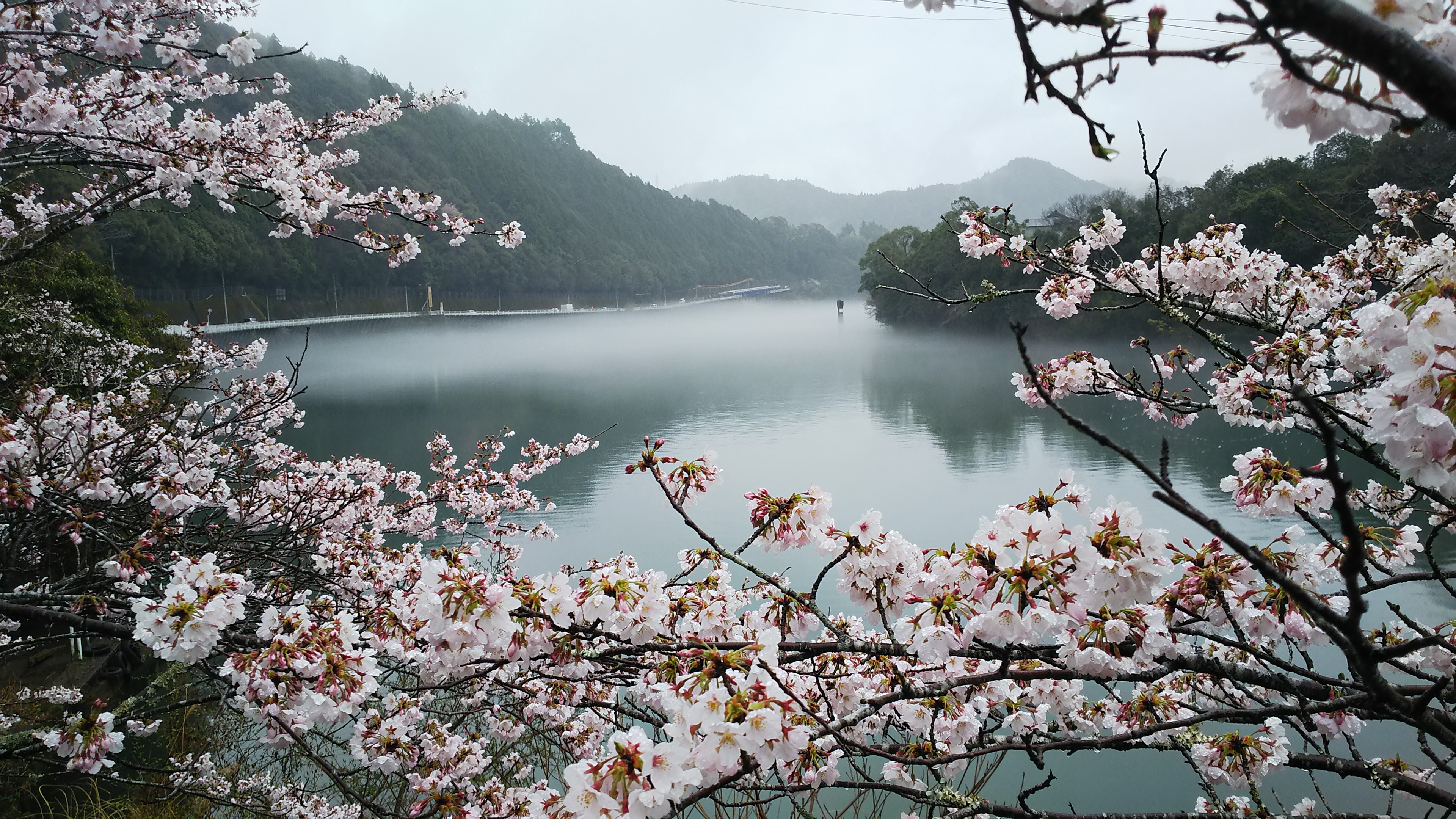 木粉メーカーがお届けする2017桜写真集①