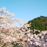 木粉メーカーがお届けする2017桜写真集②