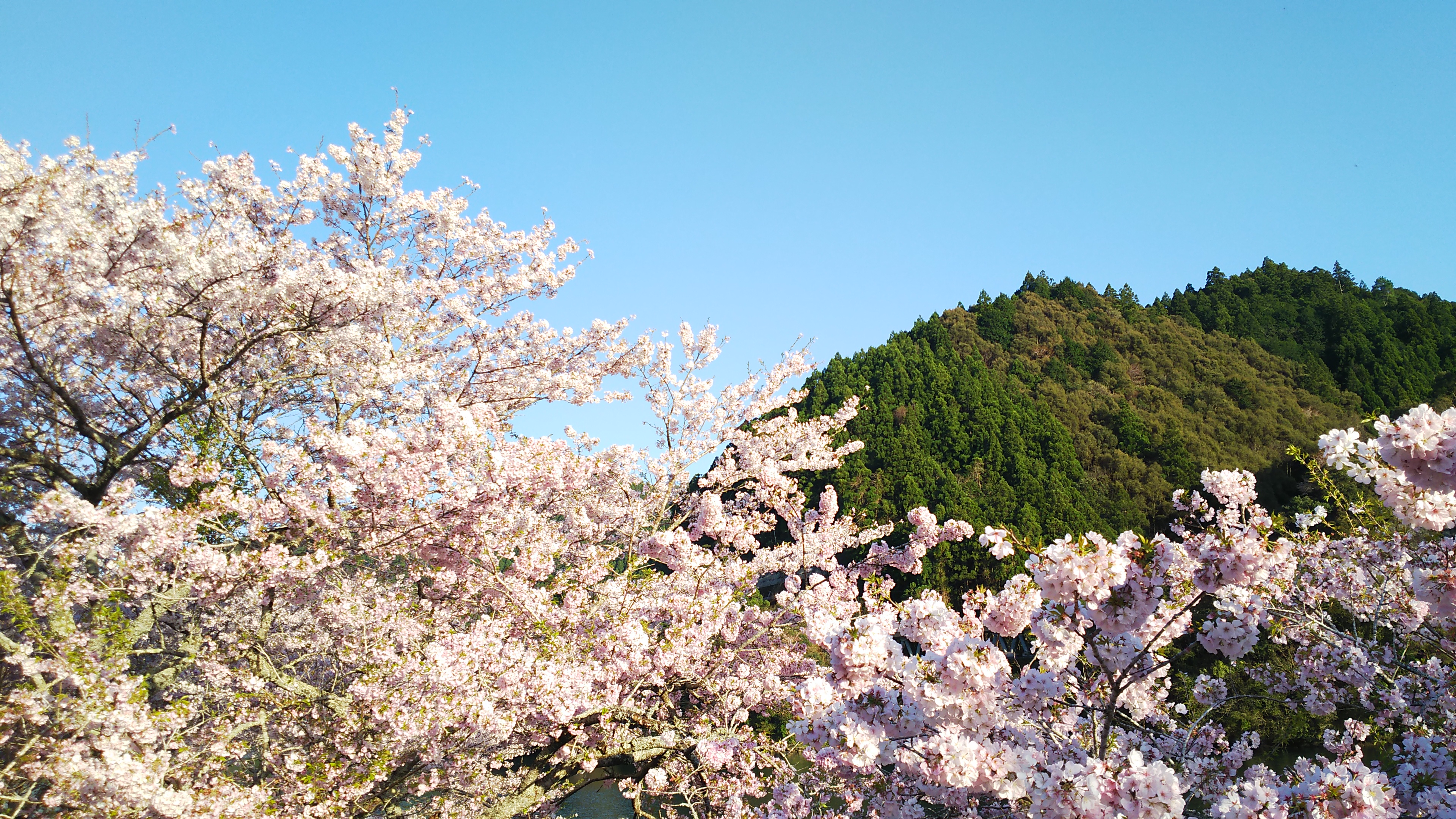 木粉メーカーがお届けする2017桜写真集②