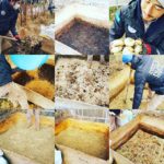 粗粉砕木粉 地域内での温床利用!