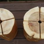 KUKU TORCHツガとスギ🌲