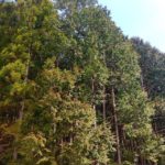 杉花粉 放出中~