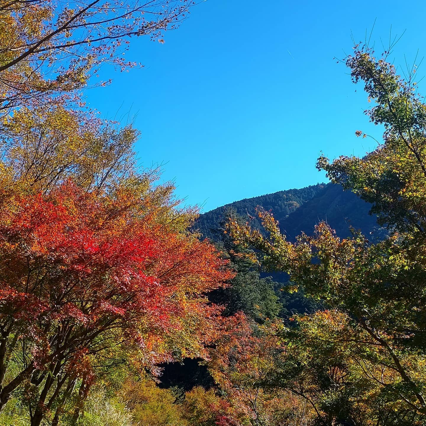 那賀町も紅葉してまーす（＾＾）