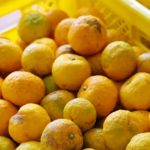 実生(みしょう)の木頭ゆずの収穫！ 林業製品とのコラボ推進中！