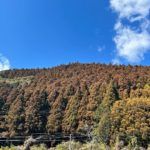 杉たちが。。。『花粉』を蓄えて茶色に