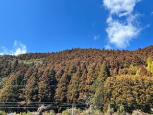 杉たちが。。。『花粉』を蓄えて茶色に