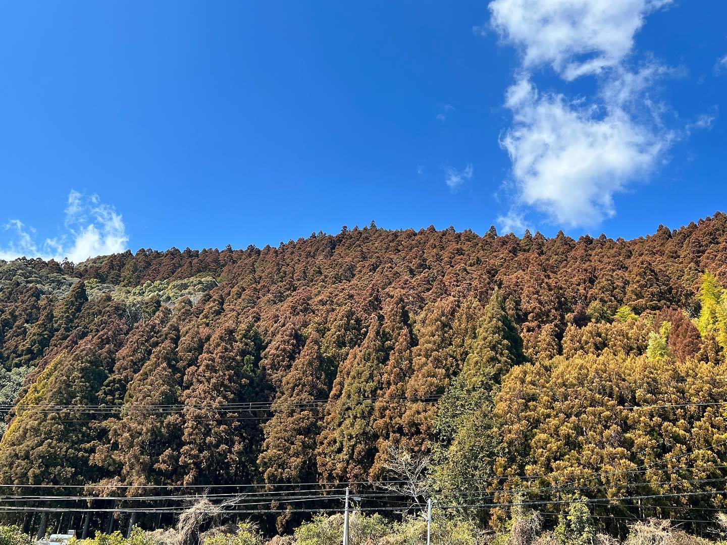 杉たちが。。。森林率95%、杉の植林がとっても多い那賀町では春に向けて杉たちが力を蓄えてます🌲茶色くなっているのは『花粉』を蓄えている印なんですちなみに、木粉は木部を粉砕加工して製造しているため花粉は入っていません！安心してお使いください近年では花粉が少ない品種の杉も育成されています。木を伐って使い、植え直す時に花粉の少ない品種にしていく循環をつくっていくことで花粉を減らしていけるといいなとも考えています🌲🌲🌲#杉 #花粉 #森林 #杉花粉 #木粉 #花粉症 #花粉症対策 #林業 #春 #nakawood